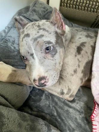 American Bully XL Merle Farb Struktur