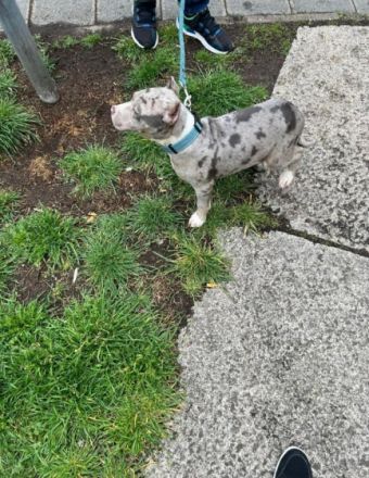 American Bully XL Merle Farb Struktur