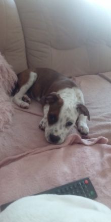 Staffordshire Bullterrier/Olde English Bulldogge,