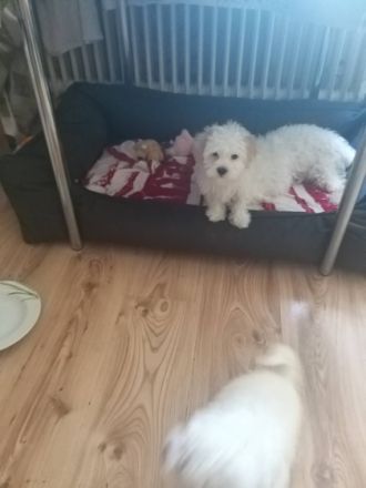 Hallo, ich kann biete eine maltesser Unsere Hündin hat