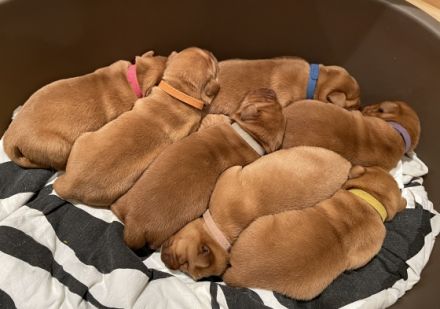 Wurfankündigung - Schöne Labradorwelpen in foxred Labrador Welpen Welpe