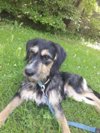 Rudi geb. 01.10.2021 ca 50 cm hatte Anfang März eine