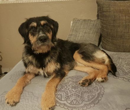 Rudi geb. 01.10.2021 ca 50 cm hatte Anfang März eine