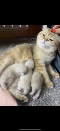 Unsere Marla hat am 22.04.2022 drei w ü underschöne