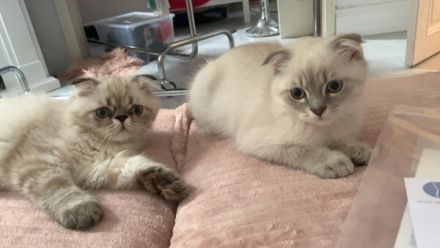 Unsere Marla hat am 22.04.2022 drei w ü underschöne