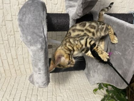 Am 4.05 hat unsere reinrassige bengal Katze Mia 4