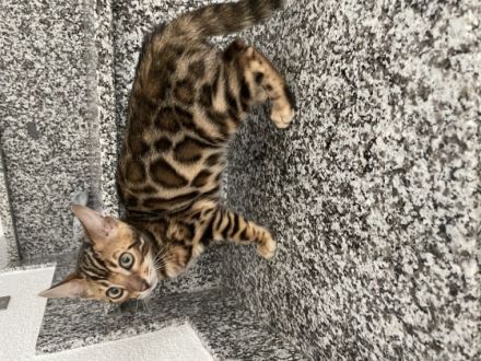 Am 4.05 hat unsere reinrassige bengal Katze Mia 4