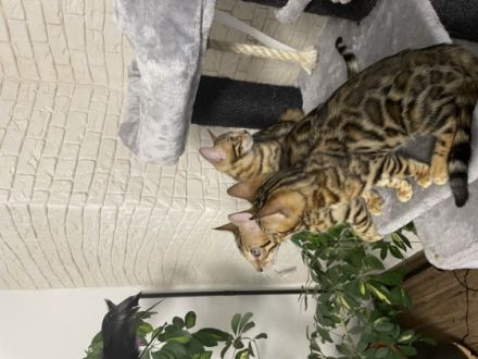 Am 4.05 hat unsere reinrassige bengal Katze Mia 4