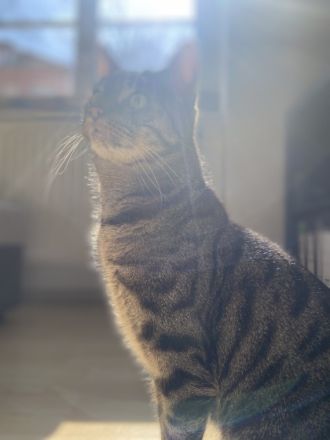 Mobbie und Finn, Aus persönlichen Gründen müssen wir