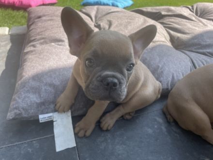 Golden Bullys aus dem Allgäu