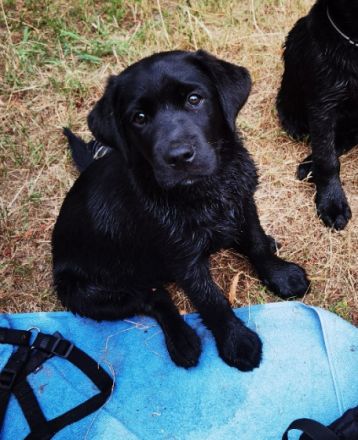 Hallo, ich bin Dino Ich bin ein fast 14 Wochen alter