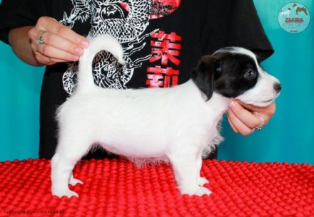 Ich verkaufe Welpen mit FCI-Ahnentafel, nach