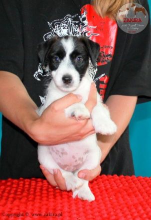 Ich verkaufe Welpen mit FCI-Ahnentafel, nach