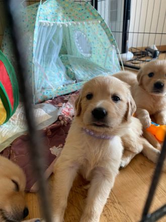 Unsere Dunkel Braune Golden Retriever Hündin Luna hat