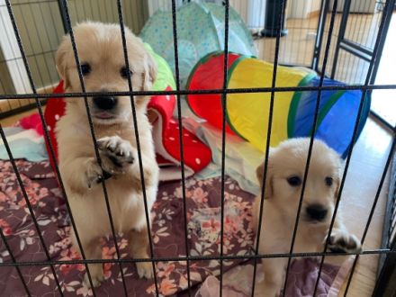 Unsere Dunkel Braune Golden Retriever Hündin Luna hat