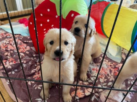 Unsere Dunkel Braune Golden Retriever Hündin Luna hat