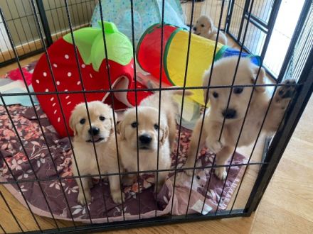 Unsere Dunkel Braune Golden Retriever Hündin Luna hat