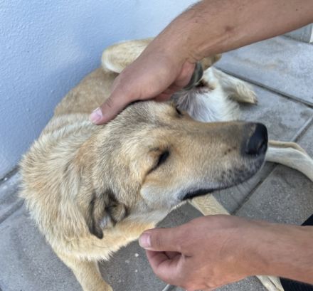 Zoe, Liebe Interessenten, liebe Hundefreunde, wir, zwei