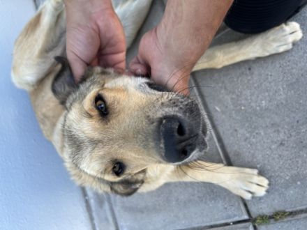 Zoe, Liebe Interessenten, liebe Hundefreunde, wir, zwei
