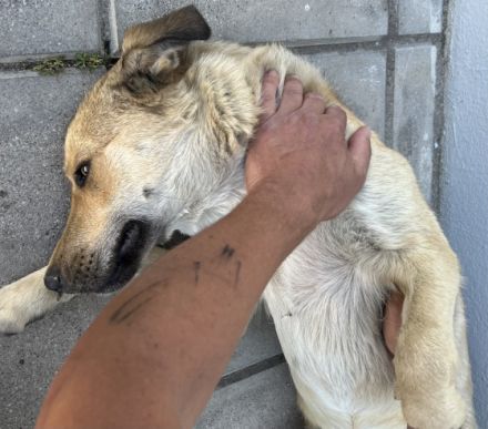 Zoe, Liebe Interessenten, liebe Hundefreunde, wir, zwei