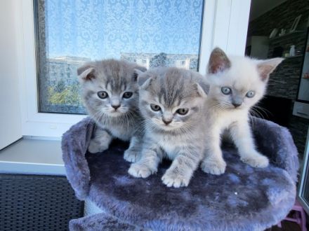 Unsere liebe Anfisa hat am 08.06.2022 4 süße Kätzchen