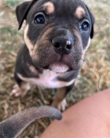 Wir suchen für die kleinen aus unserem B Wurf noch