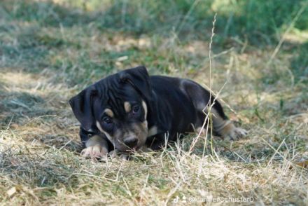 Wir suchen für die kleinen aus unserem B Wurf noch