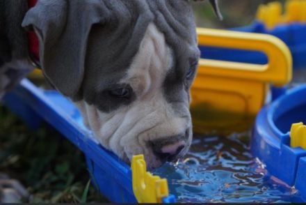 Wir suchen für die kleinen aus unserem B Wurf noch