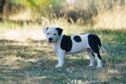 Wir suchen für die kleinen aus unserem B Wurf noch
