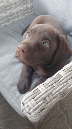 Unsere Emma Hat uns am 5.6.22 Einen wunderschönen wurf