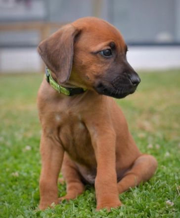 Unsere tolle Ridgeback Hündin Ayla hat am 28.05.2022 10