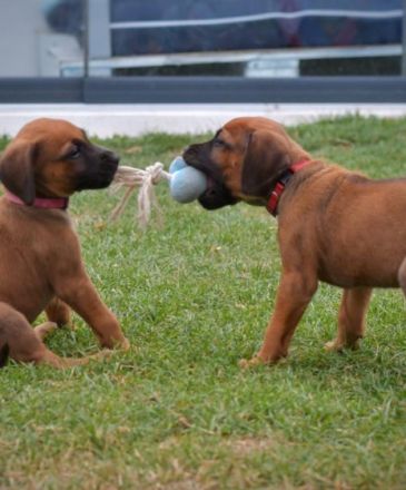Unsere tolle Ridgeback Hündin Ayla hat am 28.05.2022 10