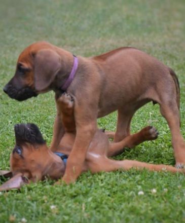Unsere tolle Ridgeback Hündin Ayla hat am 28.05.2022 10