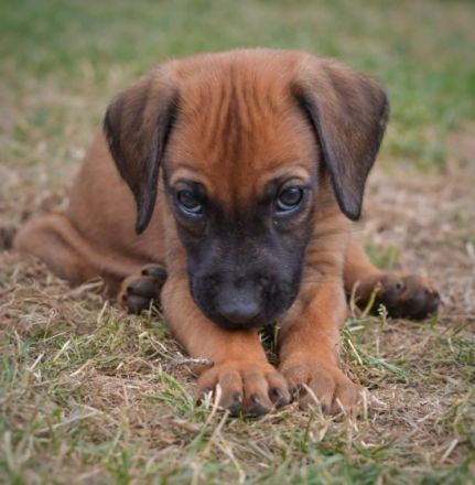 Unsere tolle Ridgeback Hündin Ayla hat am 28.05.2022 10