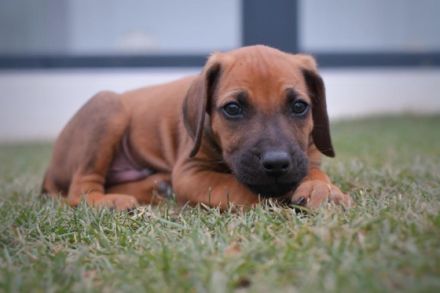 Unsere tolle Ridgeback Hündin Ayla hat am 28.05.2022 10