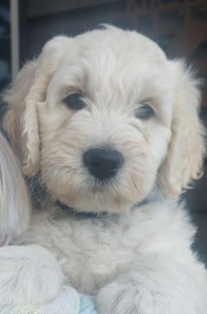 Goldendoodle Welpen.., zwei Hündinnen sind noch frei !!