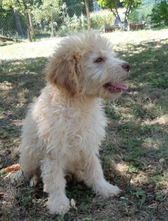 Lagotto Romagnolo - Regelmäßig von inneren Parasiten