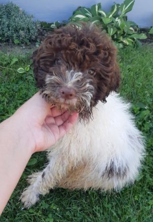 Lagotto Romagnolo - Regelmäßig von inneren Parasiten