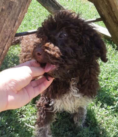 Lagotto Romagnolo - Regelmäßig von inneren Parasiten