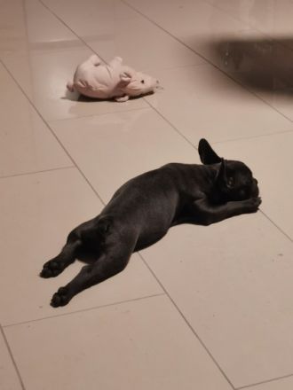 Guten Tag, zum Verkauf steht ein reinrassiger, knapp