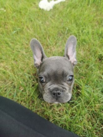 Guten Tag, zum Verkauf steht ein reinrassiger, knapp