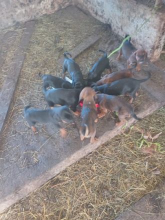 Jodok von Deutschlands bester Jugendhütte hat noch