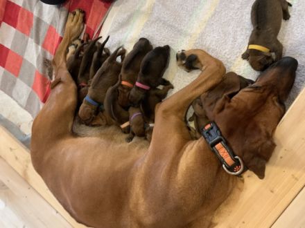 Unsere reinrassige Rhodesian-Ridgeback Hündin Badiri