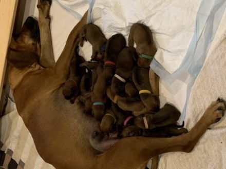 Unsere reinrassige Rhodesian-Ridgeback Hündin Badiri