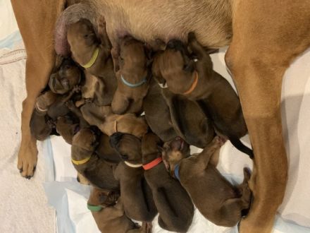 Unsere reinrassige Rhodesian-Ridgeback Hündin Badiri