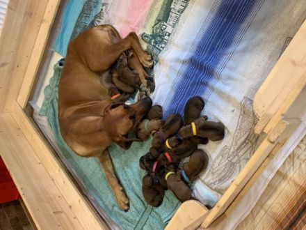 Unsere reinrassige Rhodesian-Ridgeback Hündin Badiri