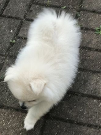 Unsere Hündin hat 3 wunderschöne Welpen am 09.05.2022