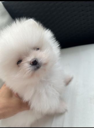 Pomeranian Zwergspitz Welpen Am 05.06.2022 haben unsere
