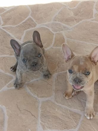 Unsere Kleinen möchten gern umziehen. Sie suchen ein