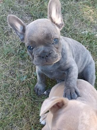 Unsere Kleinen möchten gern umziehen. Sie suchen ein